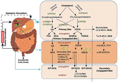 Gut Microbiome-Linked Metabolites in the Pathobiology of Major Depression With or Without Anxiety—A Role for Bile Acids